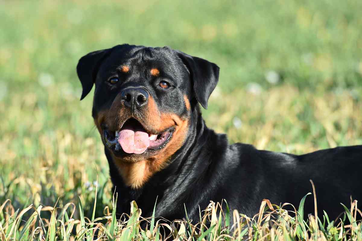 Rottweiler